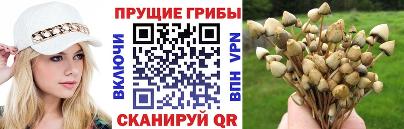 Псилоцибиновые грибы Psilocybine cubensis  Ершов 